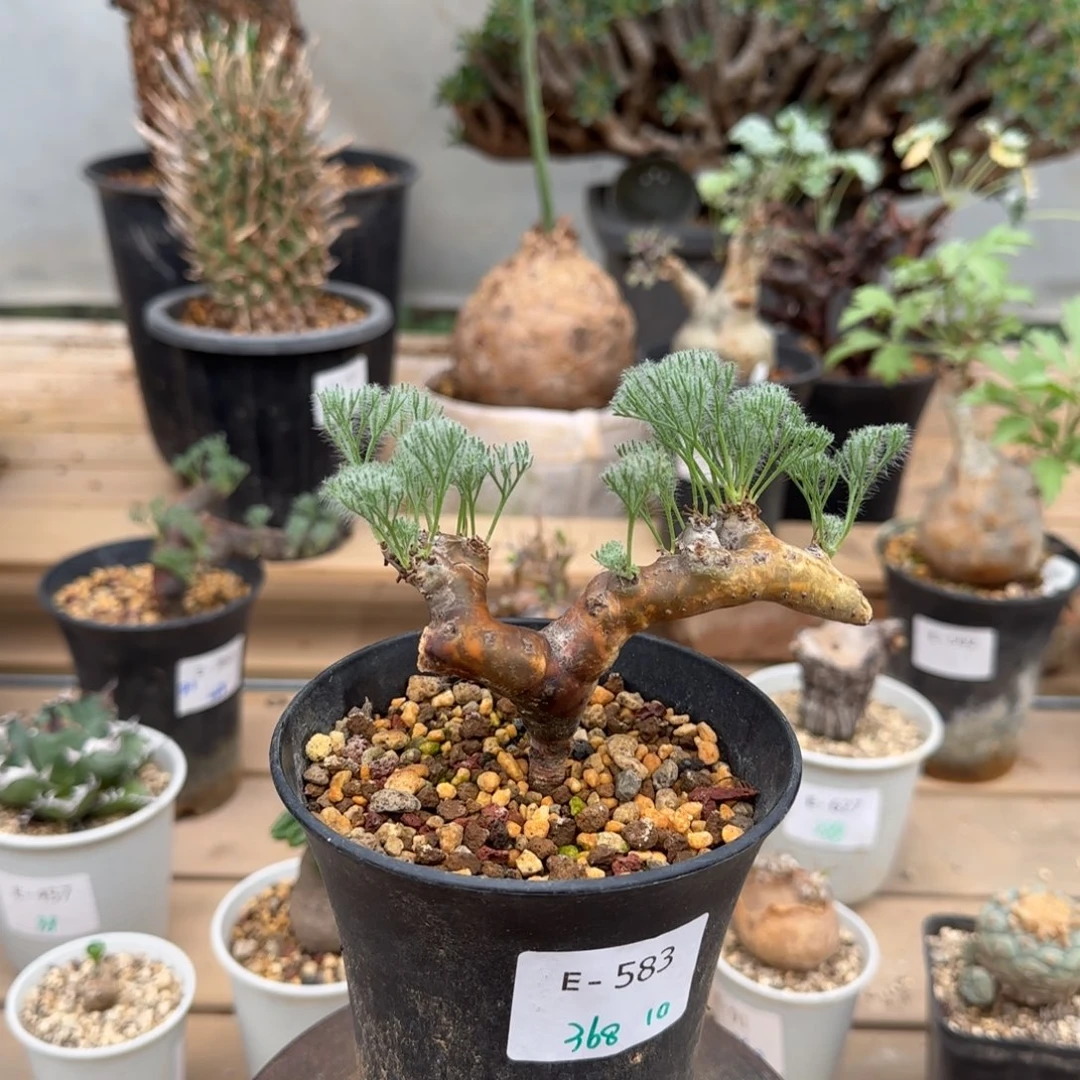 583粉花黑皮月界块根植物