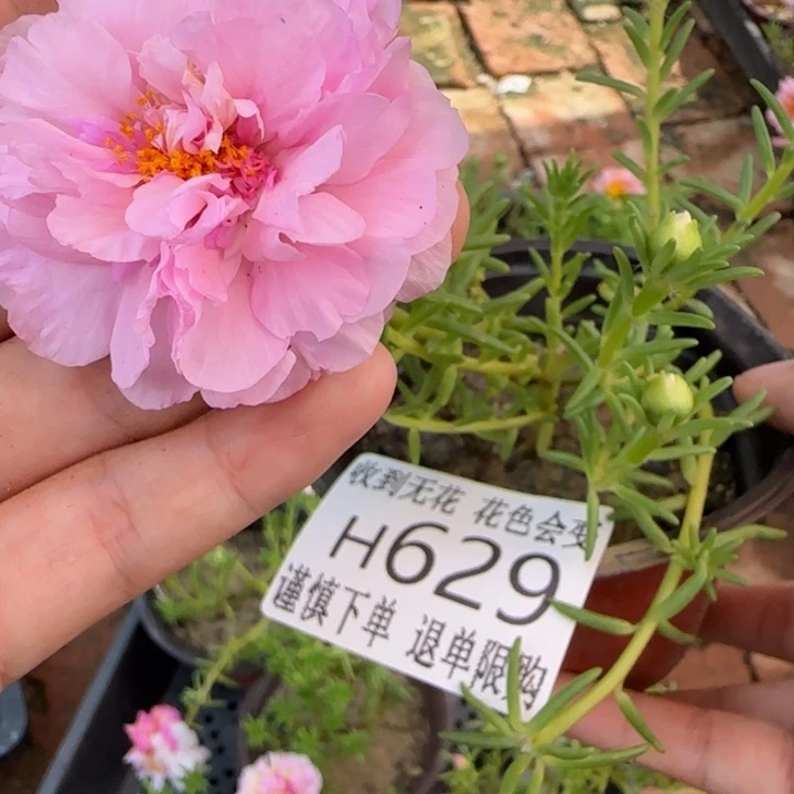 无花朵H629超小苗盆口10cm