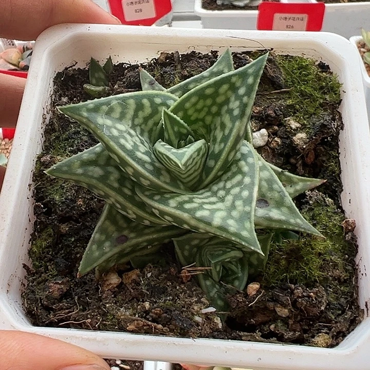芦荟多肉植物白白