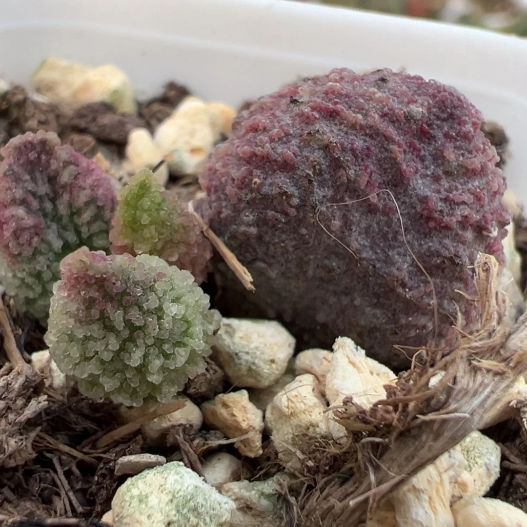 火凤凰大苗多肉植物水泡