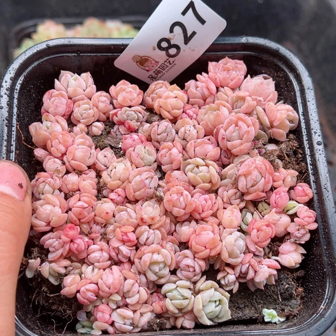 多肉植物多肉植物