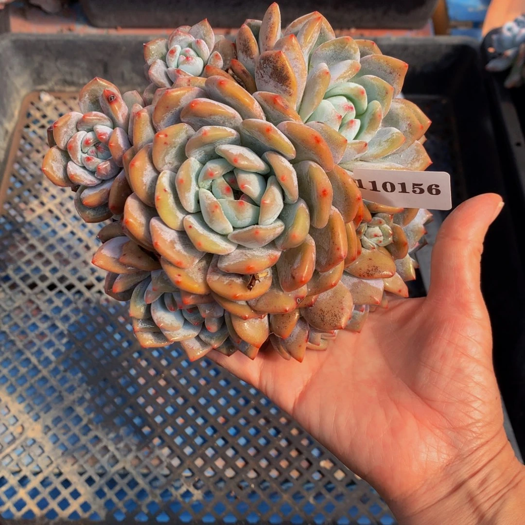 110156多头一个嗯嗯嗯嗯嗯嗯嗯好喜欢