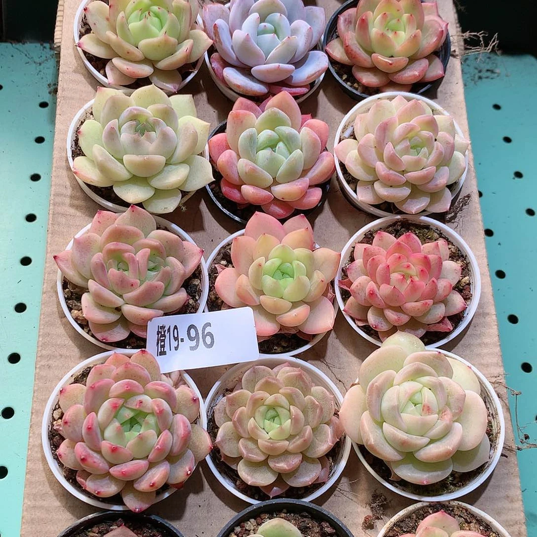 19-96一物一拍带盆18颗。