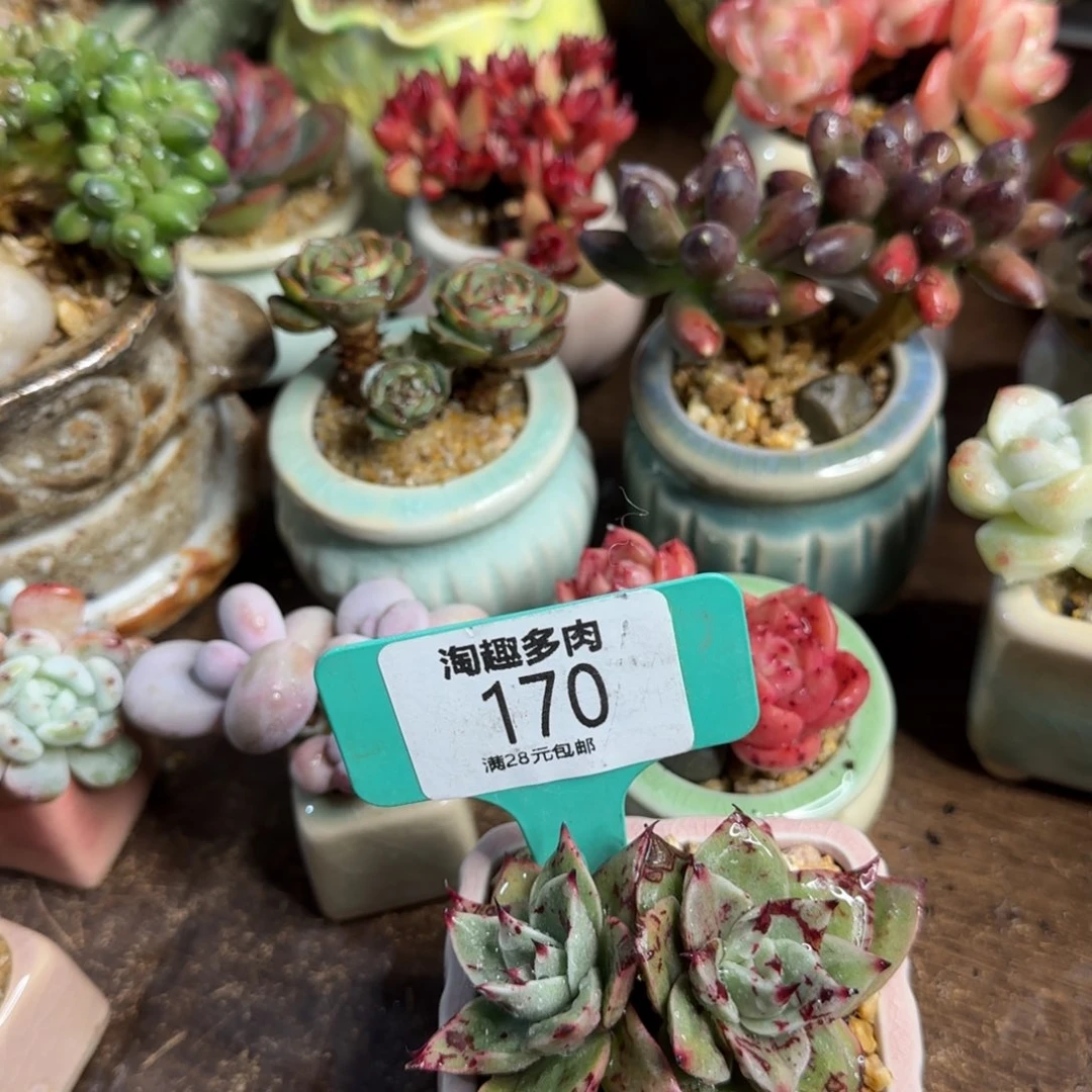 多肉植物狮子王杂茧丝