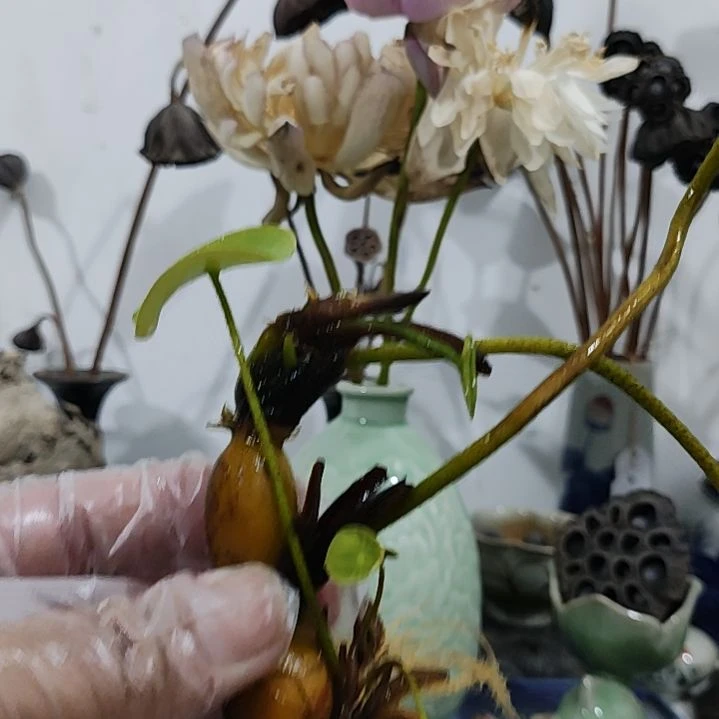 当前无花栽培后可以开花☆金苹果1支