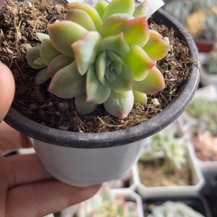 泡泡纱锦多肉植物391