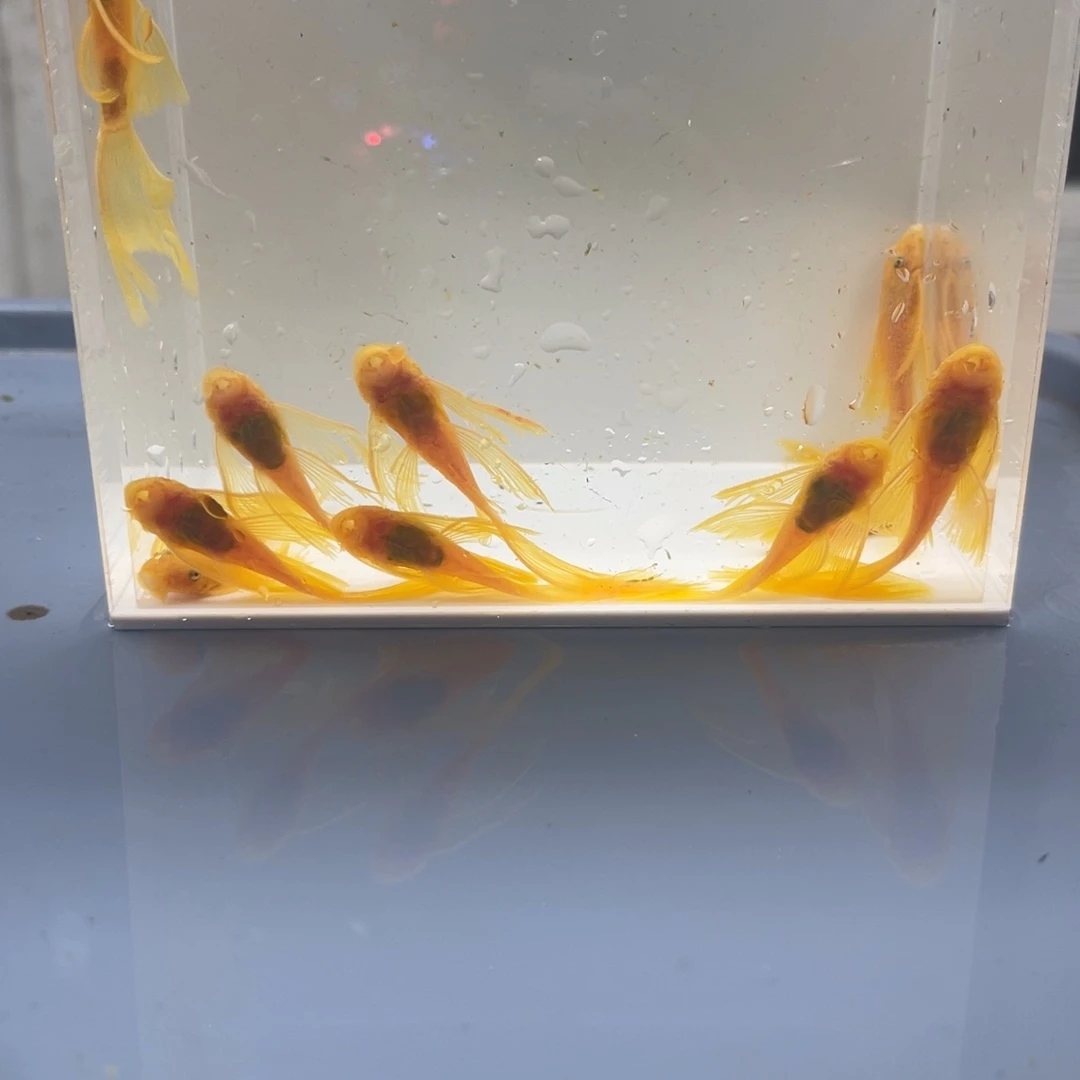 清道夫鱼大帆10条开箱视频报损