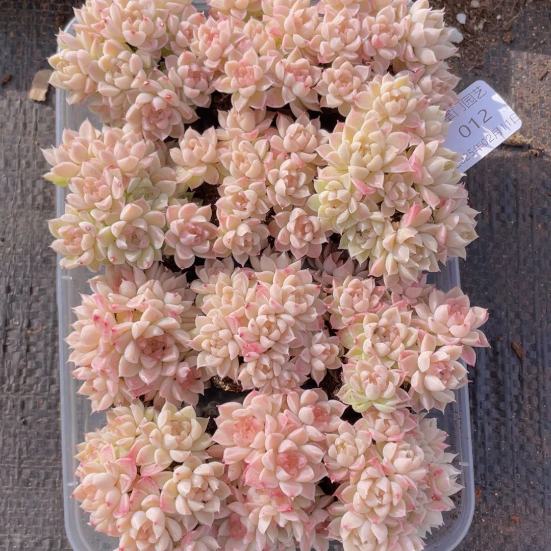 我们的生活方式是什么012