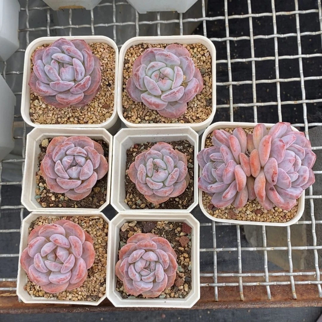 橙梦露7棵非偏远包邮