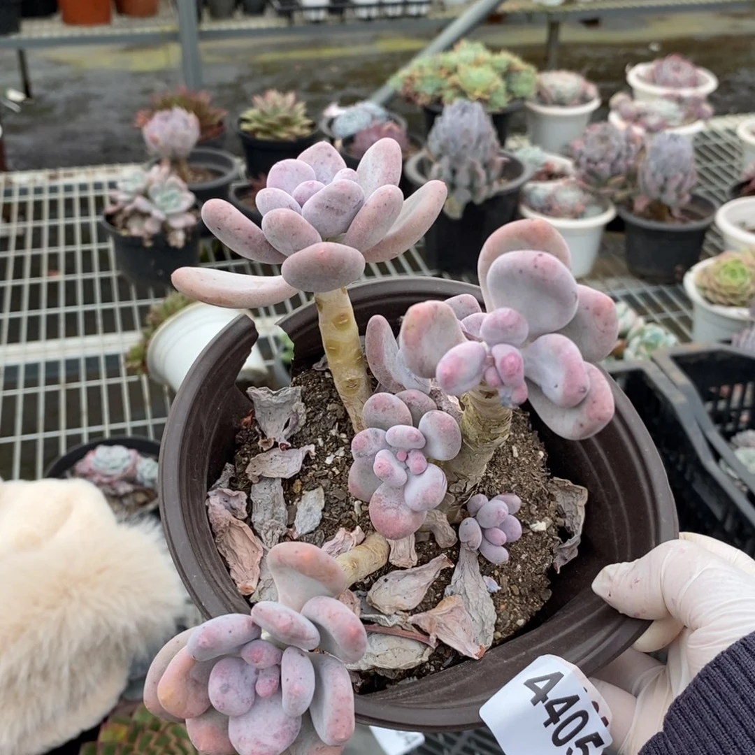 4405橙雪球一物一拍