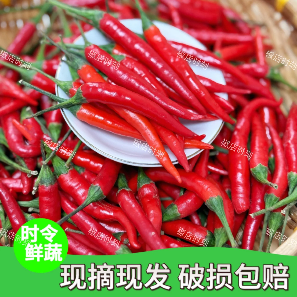山东小米辣特辣新鲜现摘农户自种可用餐饮批发