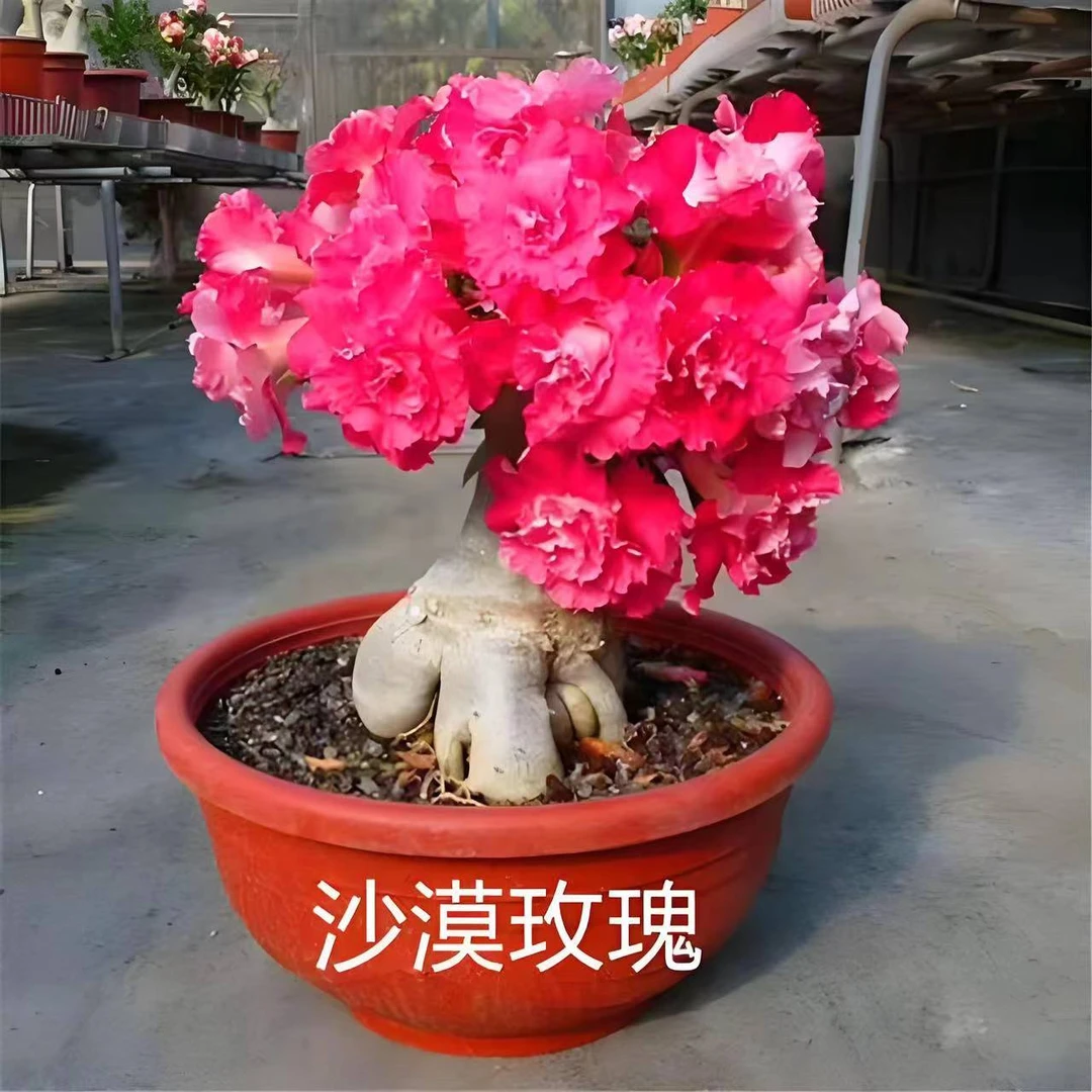 A1阳台四季开花庭院沙漠玫瑰5年老桩不带花办公室好养绿植盆栽