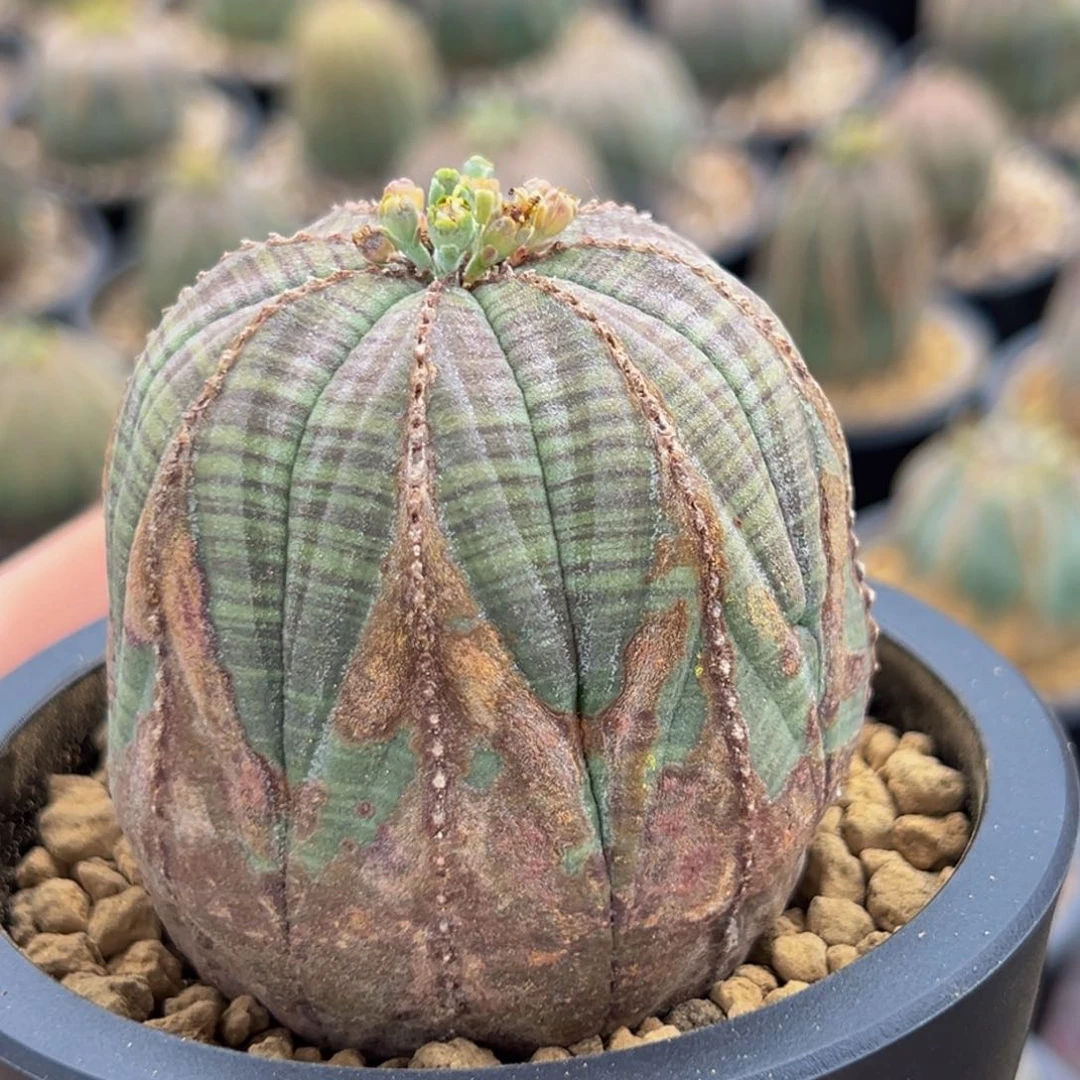 m欧系锈斑布纹球带盆