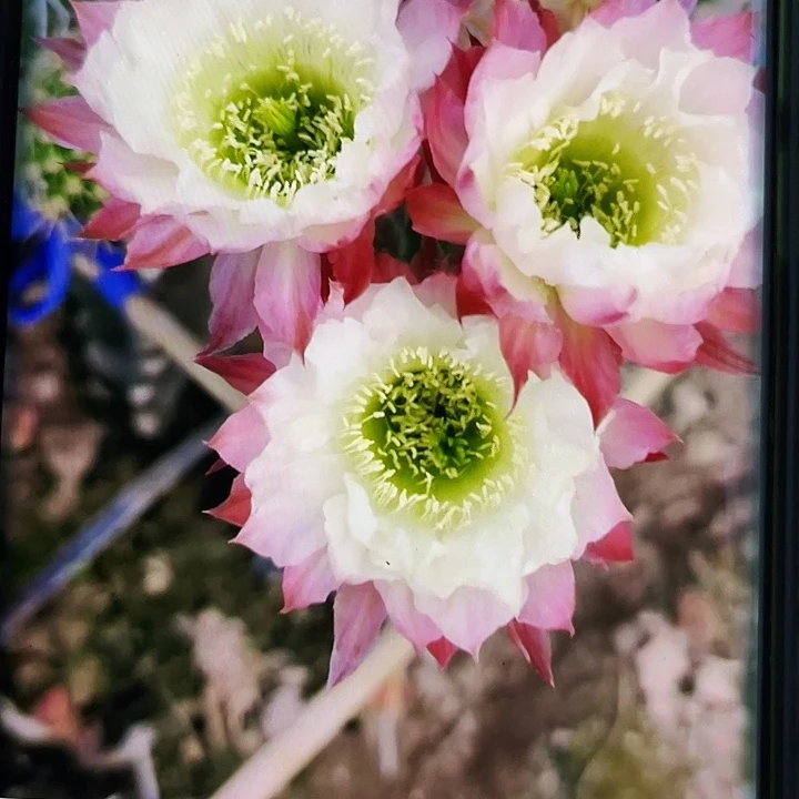 Cc158侧芽6公分歪满18包邮
