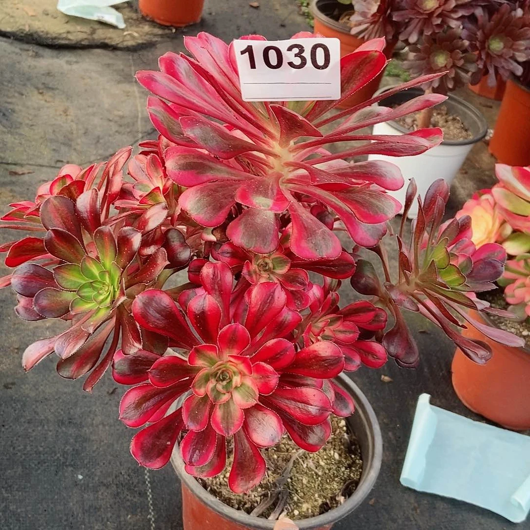 红陶1030香奈儿阴阳3多肉