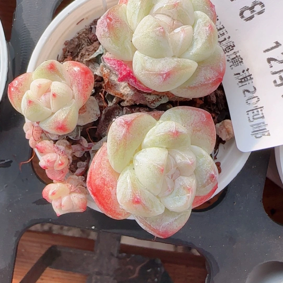 ****花语多肉1219-78冰玉