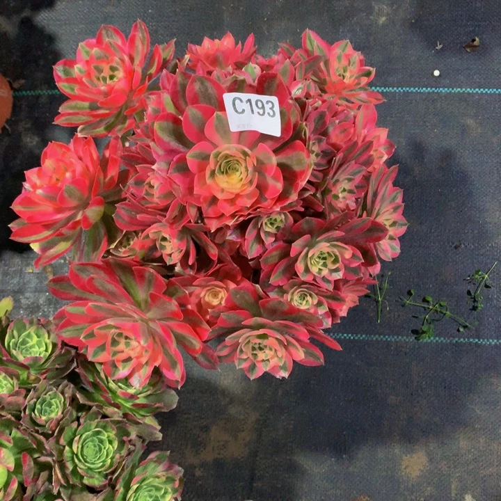 小*娃粉女巫19300000000