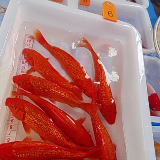 海水鱼火鲤包邮包开箱