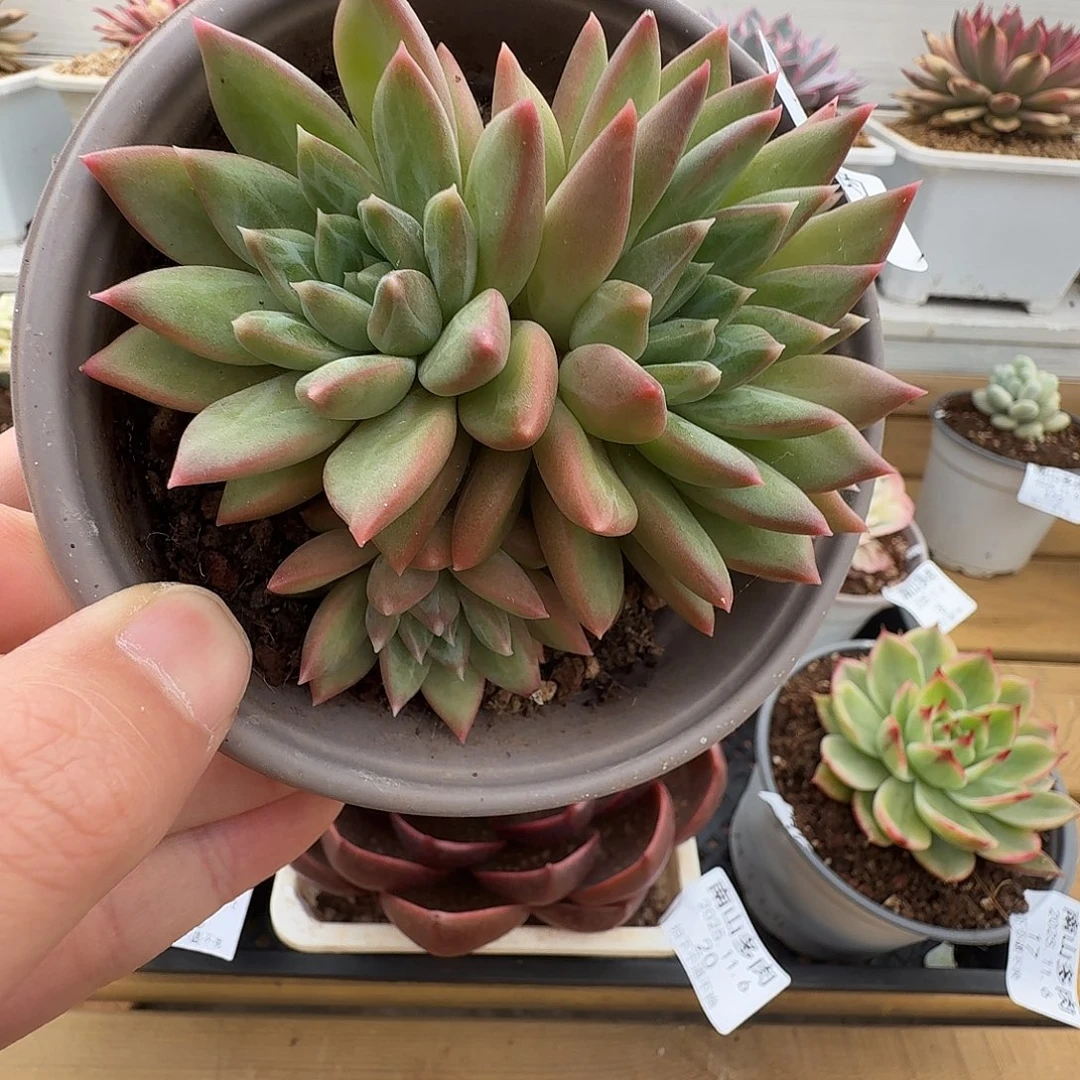 松露11111111105-24