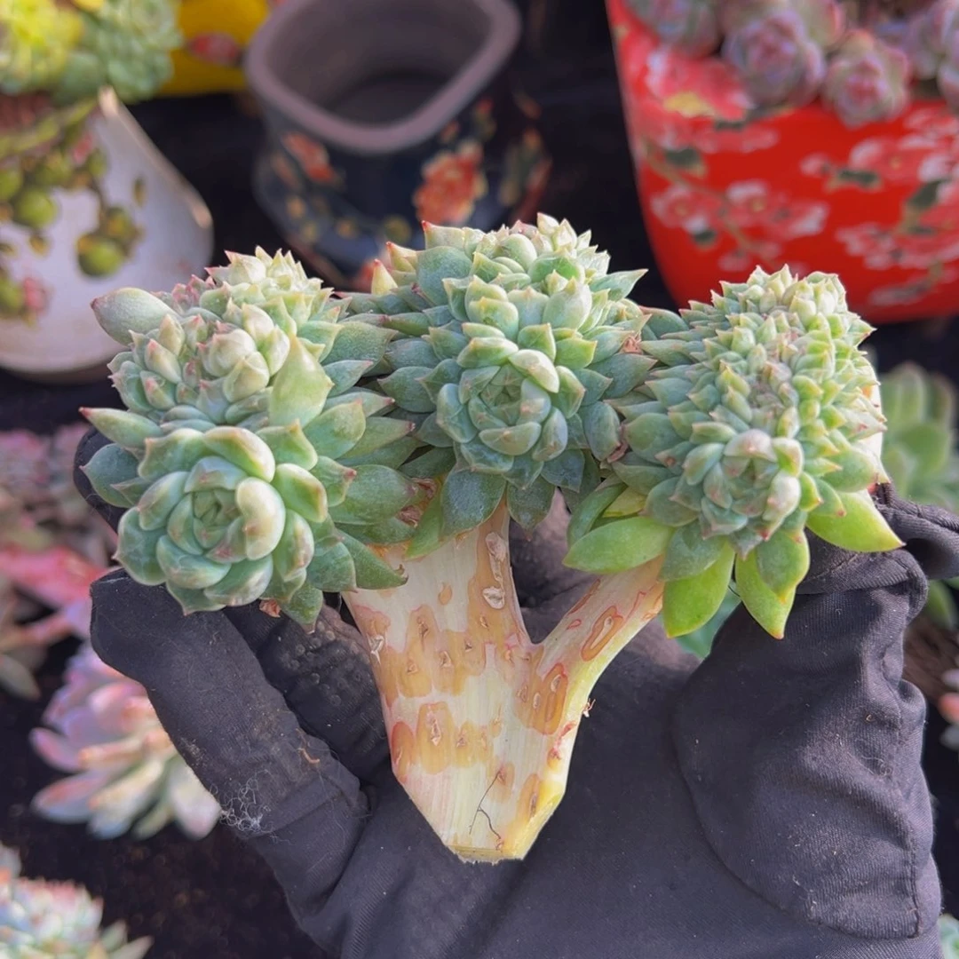 紫心山茶花冰魄缀11朵