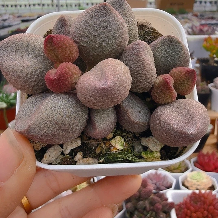 水蜜桃（满12.99包邮）