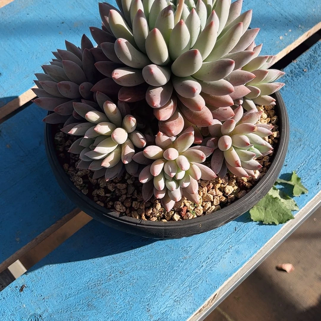 平***…云南多肉所罗门群