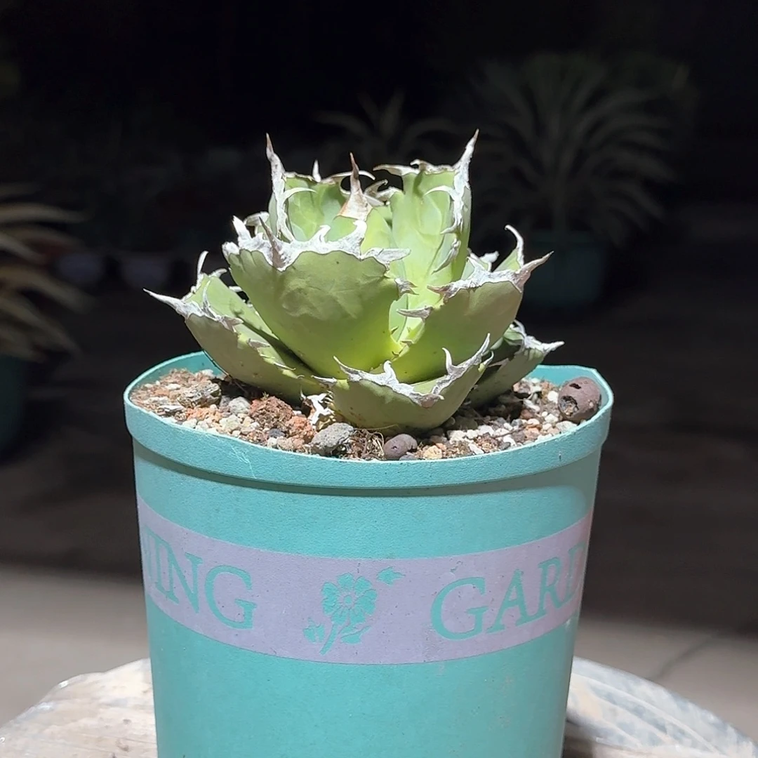 螃蟹仁王冠龙舌兰一一