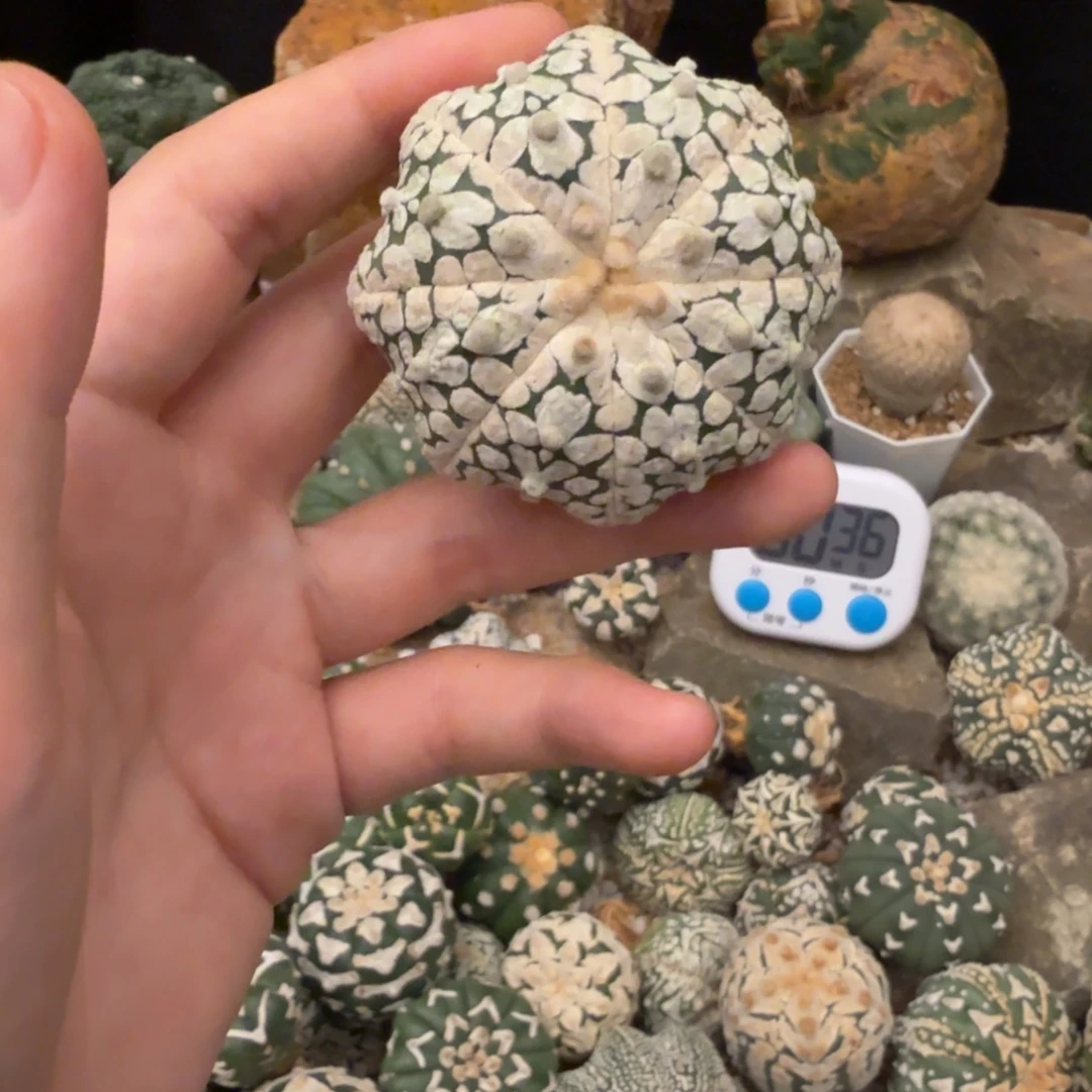 长***城海星哈哈哈哈哈哈哈