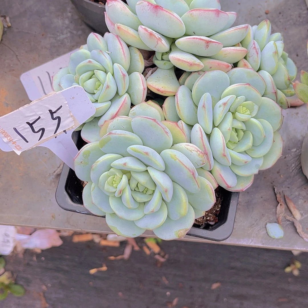 郭***芬0000000000000000155