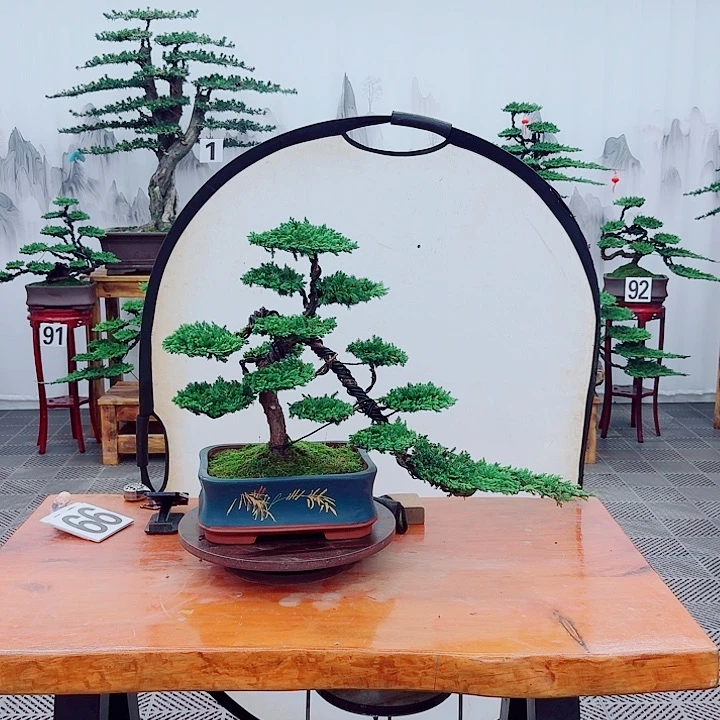 无***悔无花朵松柏盆景一物一拍