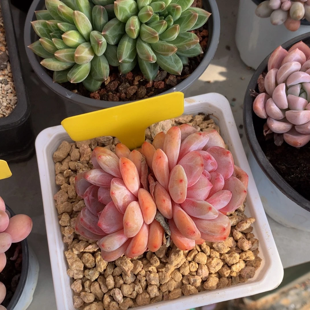 石榴载7272737373737