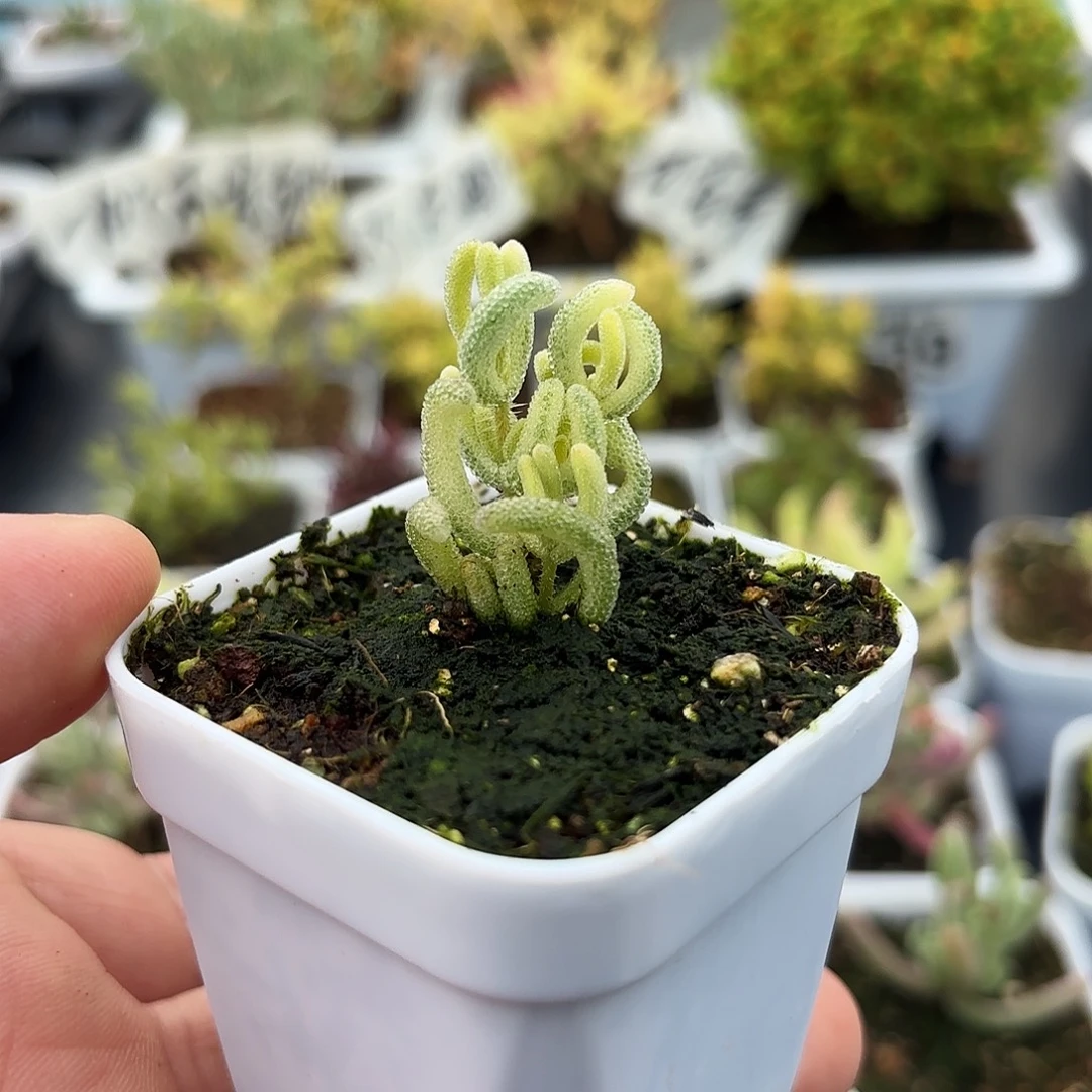 枝干番杏钻石黄锦