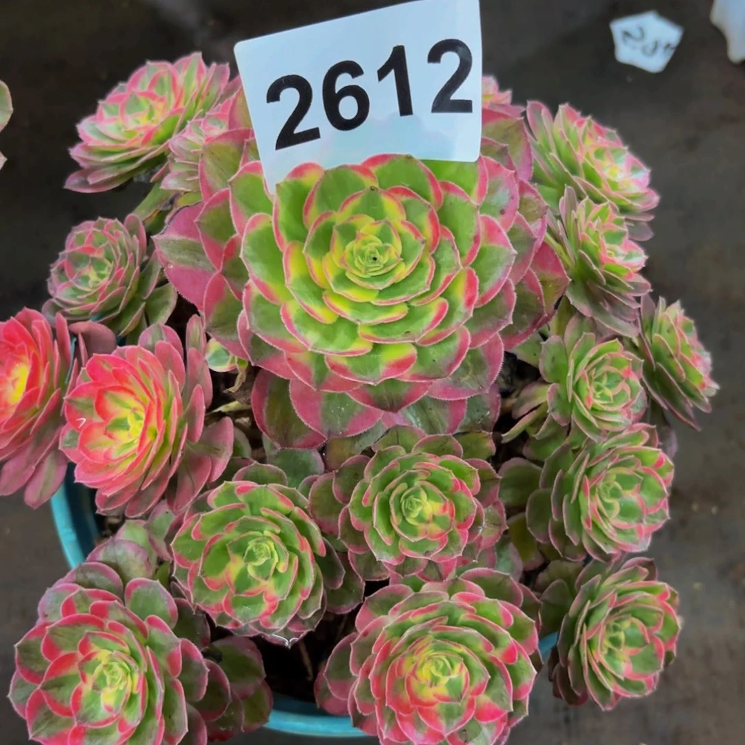 2612多肉植物haixian