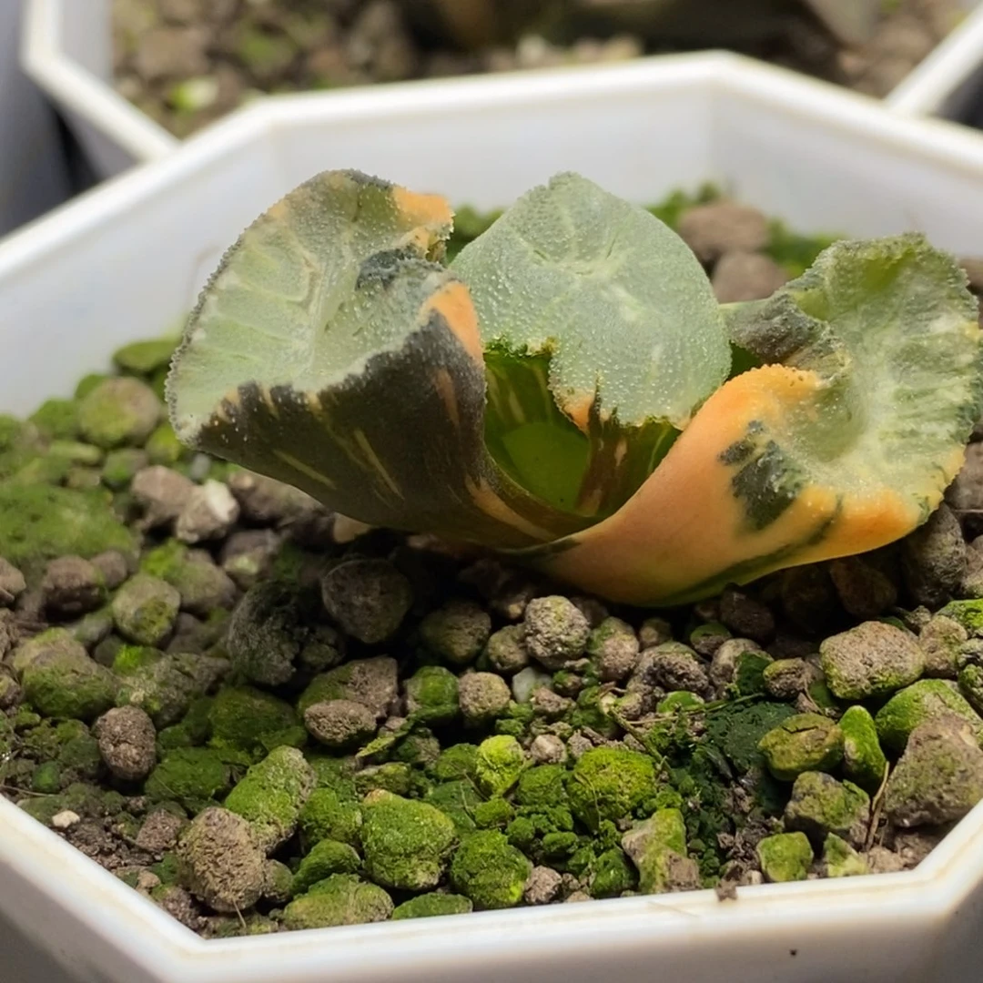 巨大花菱万象锦一物一拍