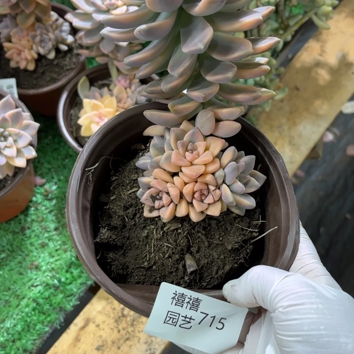 春*715淡雪锦多肉植物