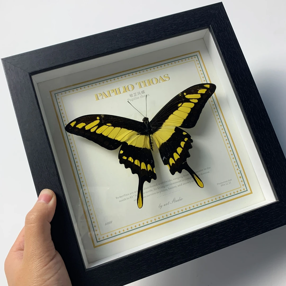 敏芷凤蝶产自秘鲁国真蝴蝶标本装饰画送朋友送女朋友