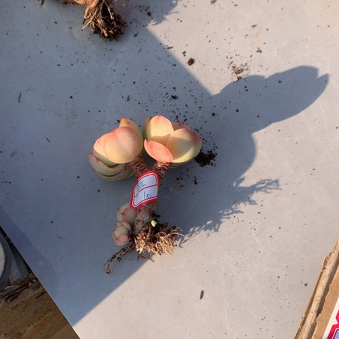 清*鸡蛋碧桃多肉植物