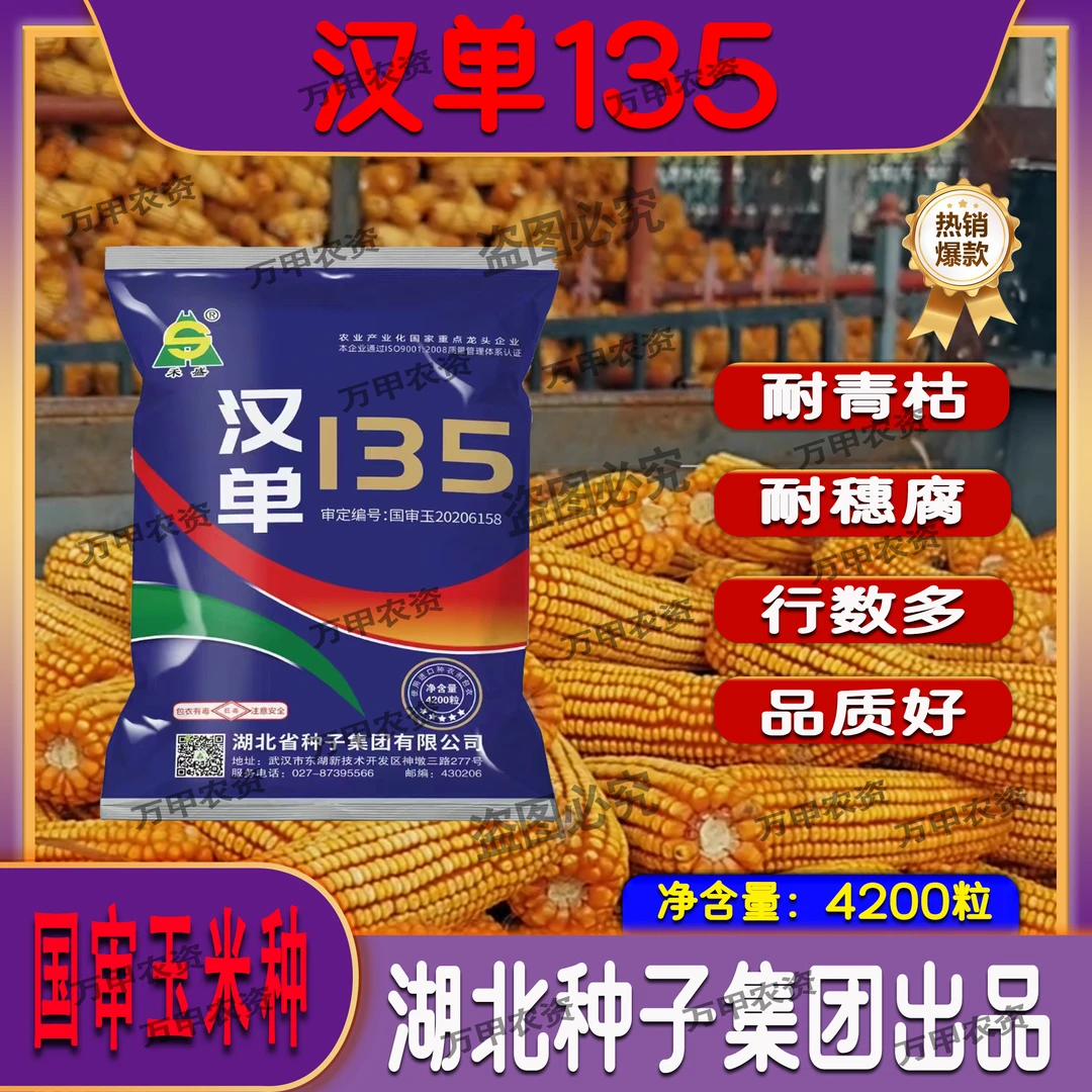国审（汉单135）抗病抗倒深马齿红轴矮杆大棒国审玉米高产玉米种子
