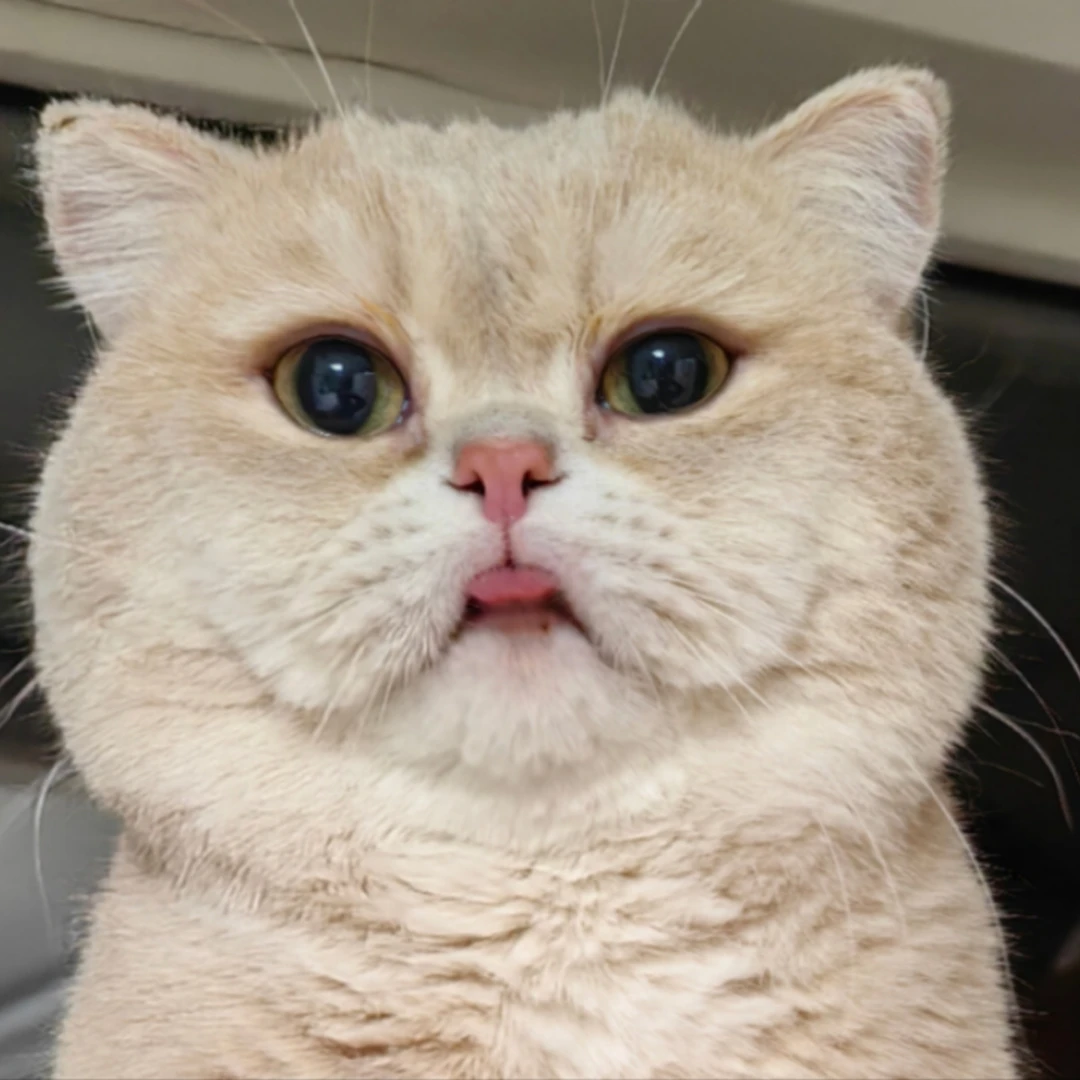 英国短毛猫紫金渐层