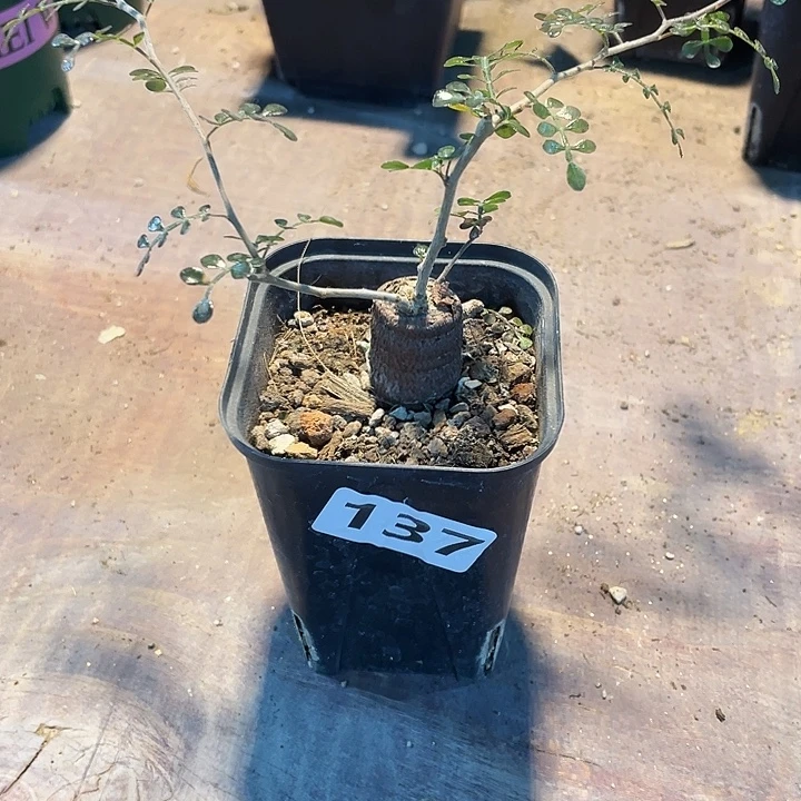 137列加漆树块根，