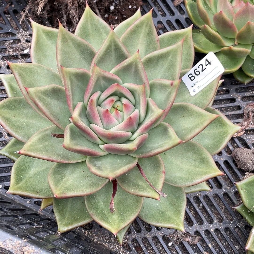 若如东云单拍B624