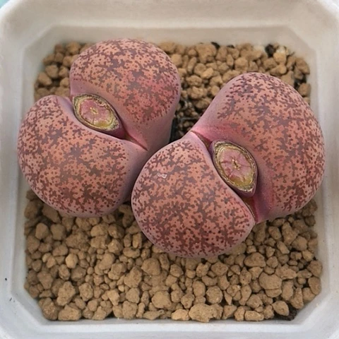 多肉肉锥 5.5Cm 岛田酒红紫薰