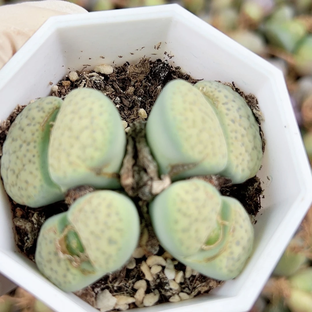 1000 好养易活生石花大母本