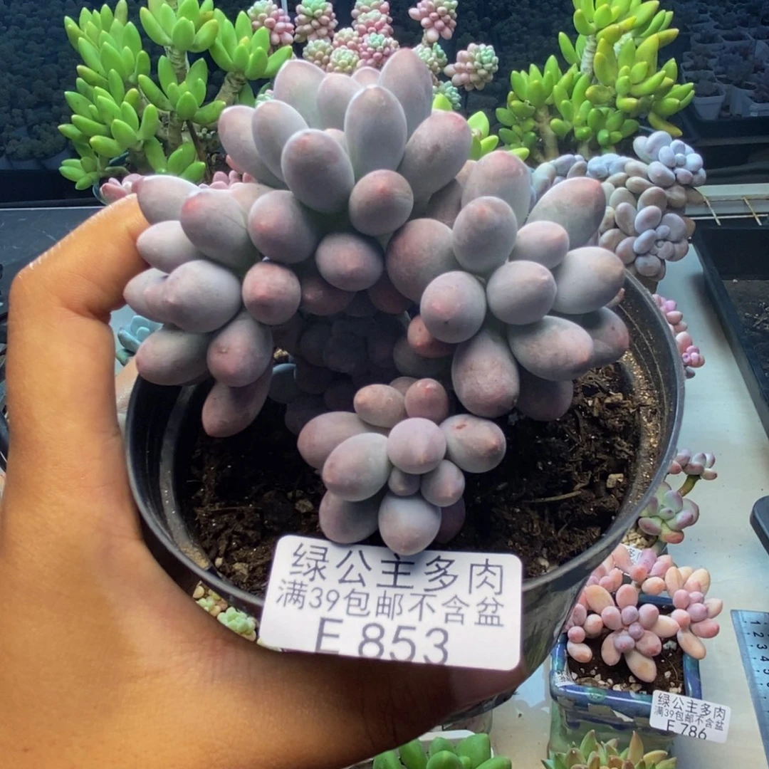 853丸叶汤圆多肉8c m