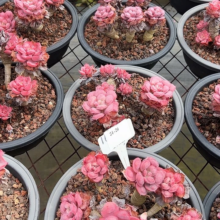 24.26雨滴一个托土