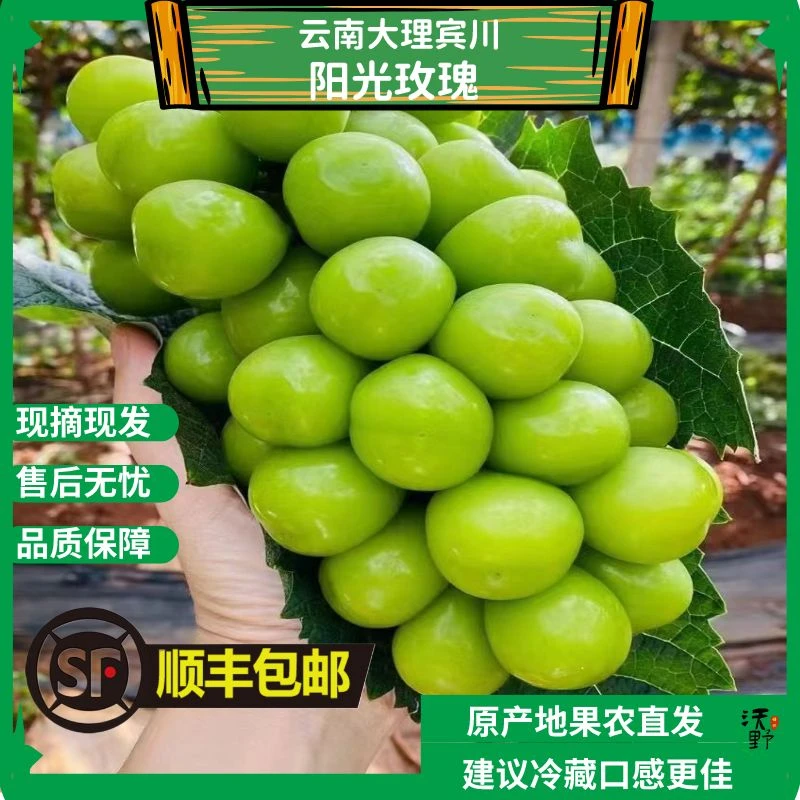 云南现摘现发阳光玫瑰葡萄新鲜应季无籽青提大果清甜多汁