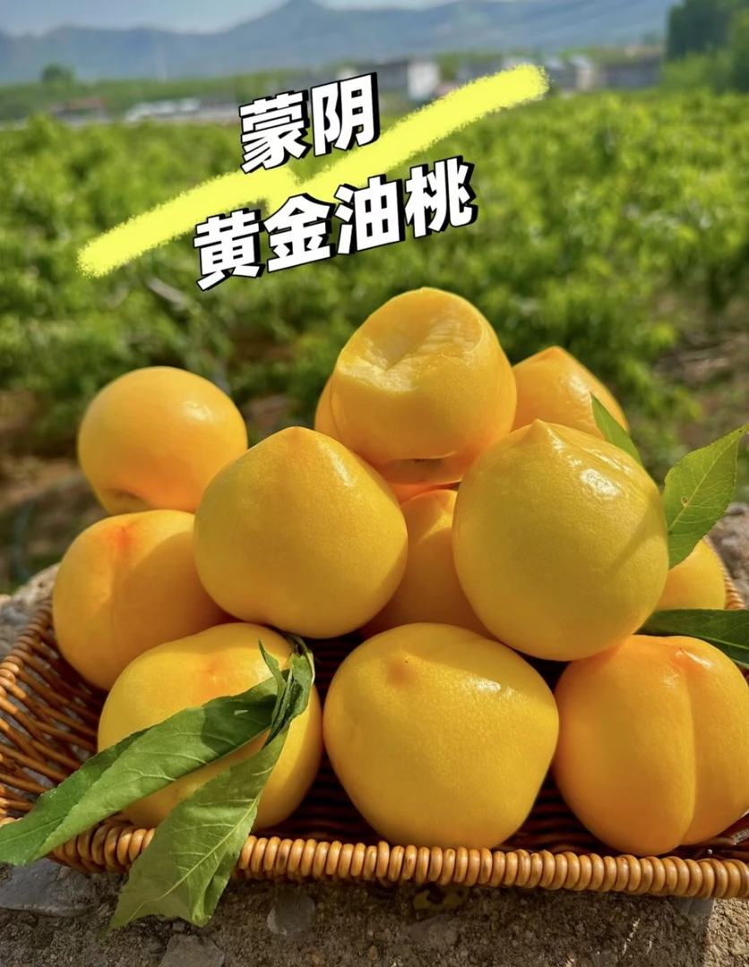 脆桃党的福利 蒙阴黄油桃  脆甜爽口正宗蒙阴蜜桃脆桃党的福音！