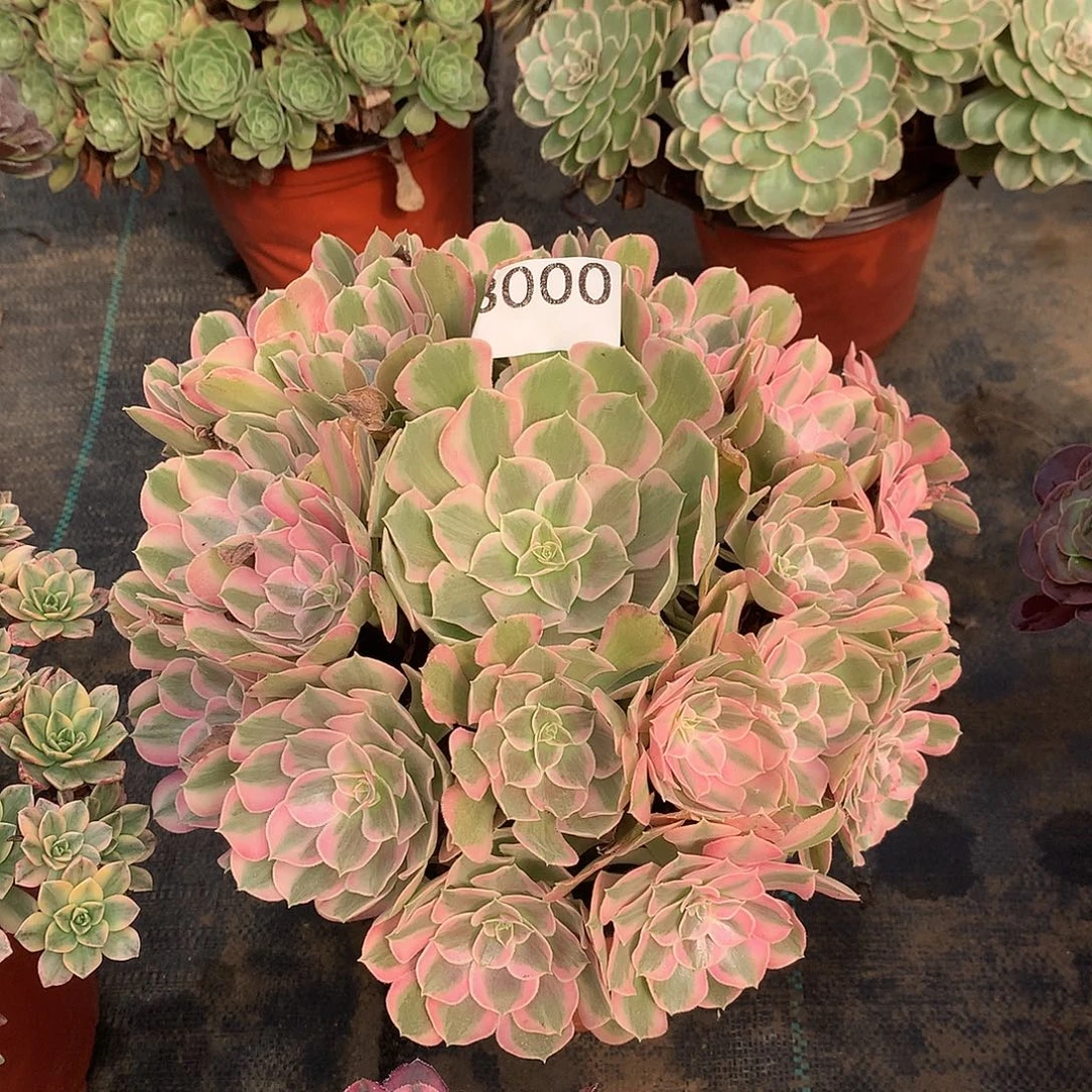 000.男神多肉植物