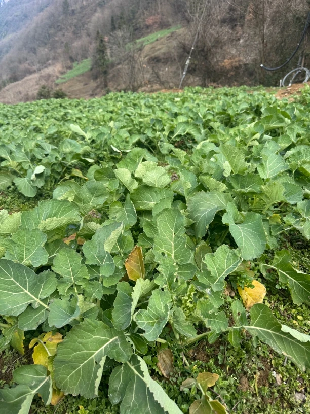 湖北恩施新塘本地油菜苔