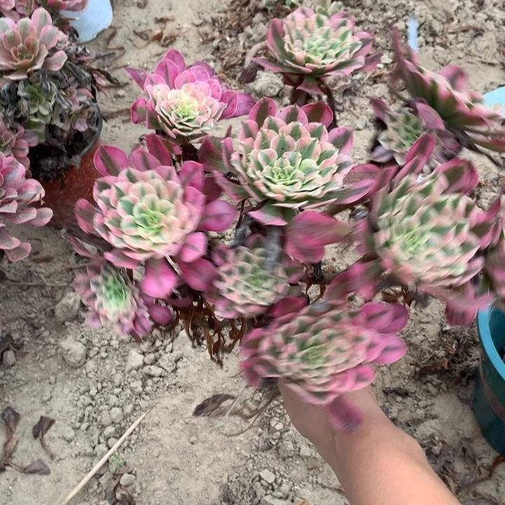 147铜壶白绣球东棚